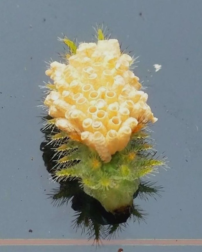 Когда только интернет сумел помочь найти ответ на возникшие вопросы